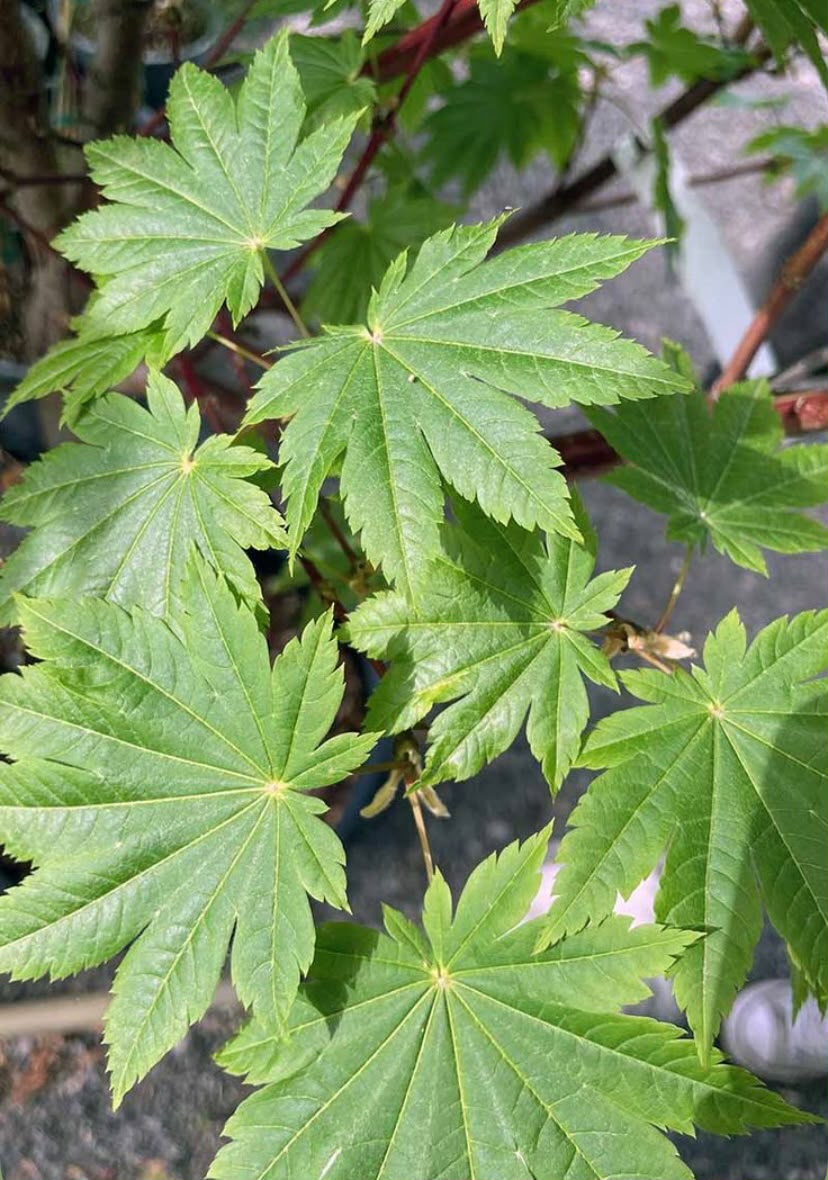Cannabis
